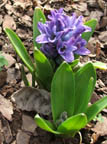 first hyacinth 2005.jpg